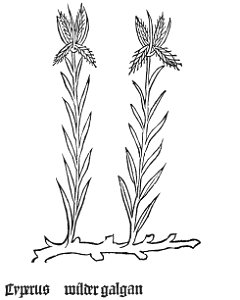 Gart Cyperus