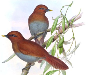 GarrulaxPoecilorhynchaGould (cropped)