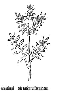 Gart Epitimum