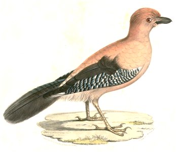 Garrulus glandarius bispecularis Hardwicke