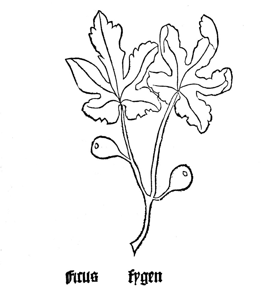 Gart Ficus