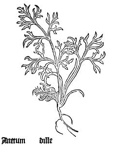 Gart Anetum