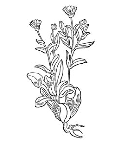 Gart Calendula