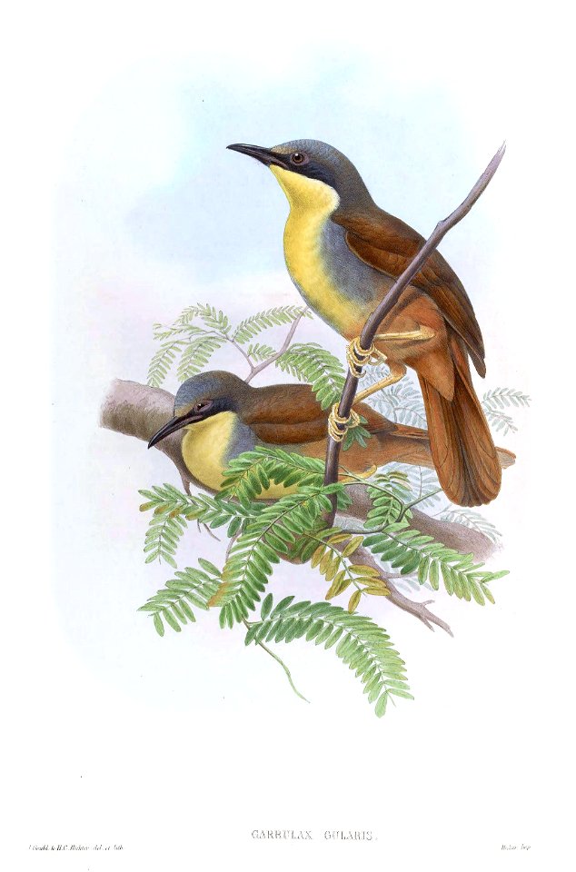 GarrulaxGularisGould