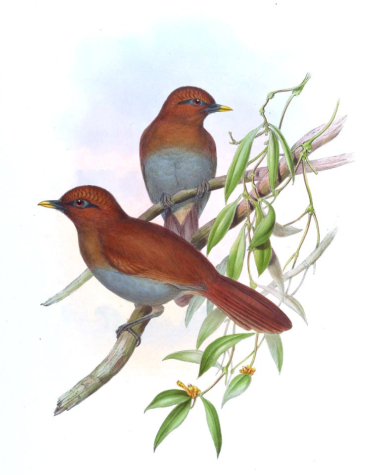 GarrulaxPoecilorhynchaGould