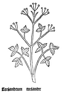 Gart Coriander