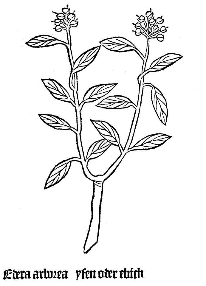 Gart Edera