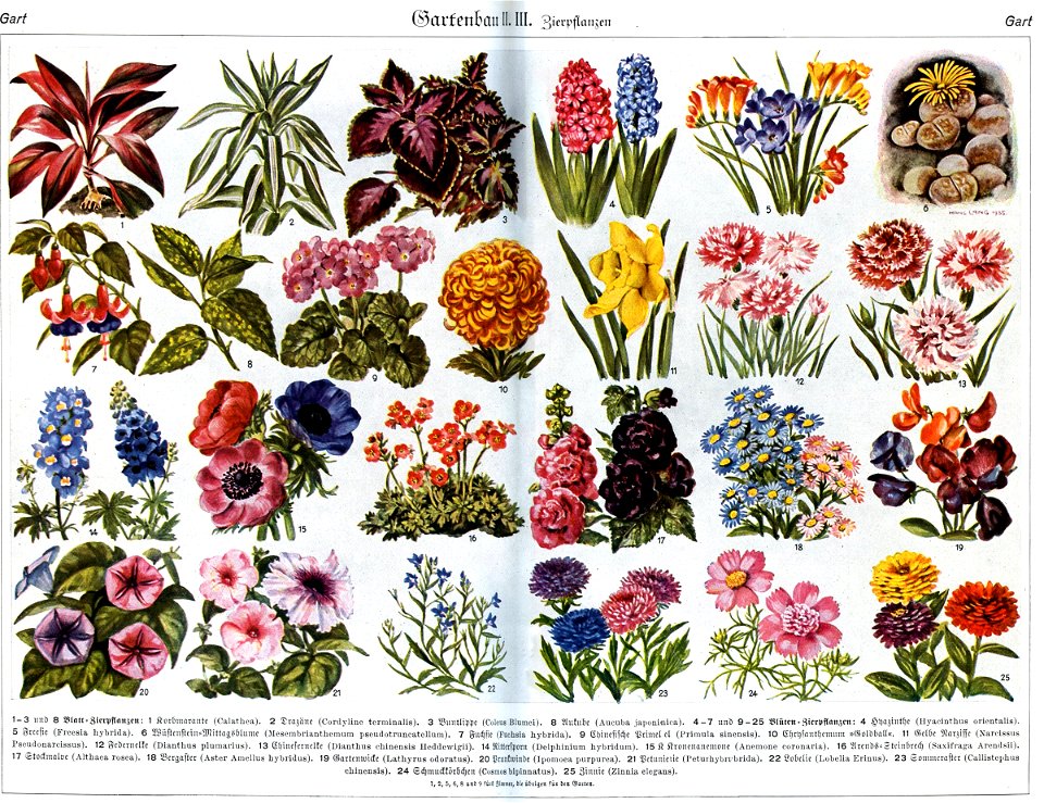 Gartenbau in Brockhaus 1937