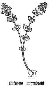 Gart Eufragia