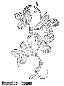 Gart Humulus