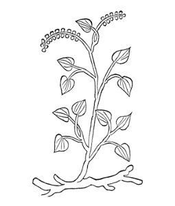Gart 1485 Viticella