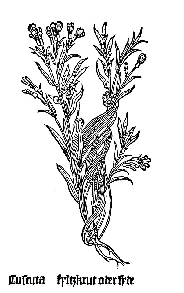 Gart Cuscuta