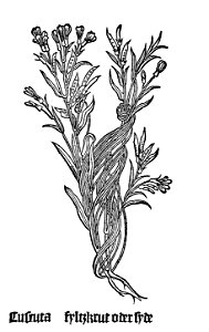 Gart Cuscuta