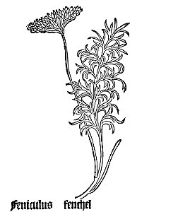 Gart Feniculus