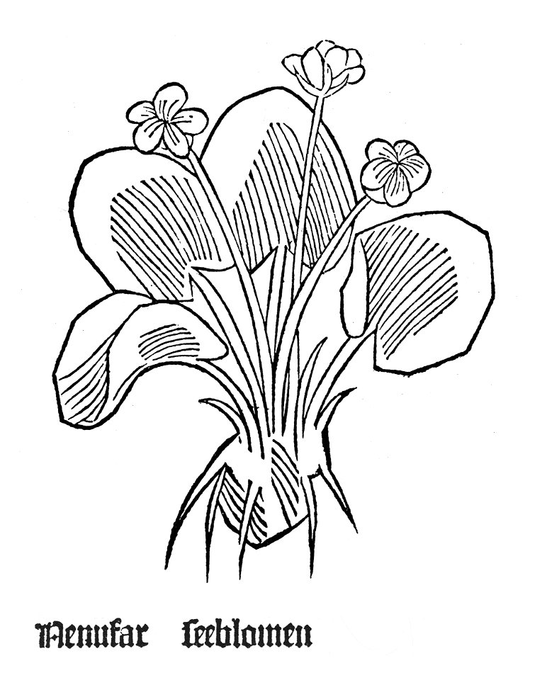 Gart Nenufar