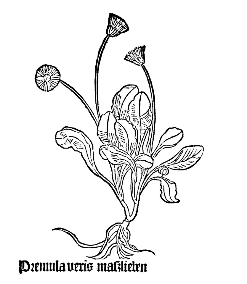 Gart Premula veris
