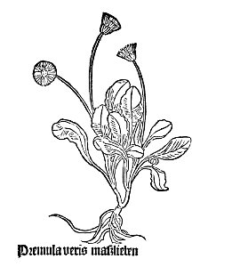 Gart Premula veris