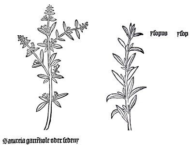 Gart Satureia und Ysop