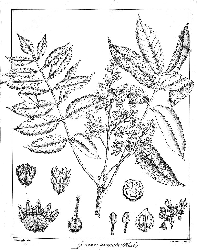Garuga pinnata Govindoo