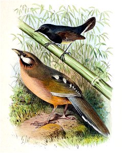 Garrulax sukatschewi & Calliope obscura 1891