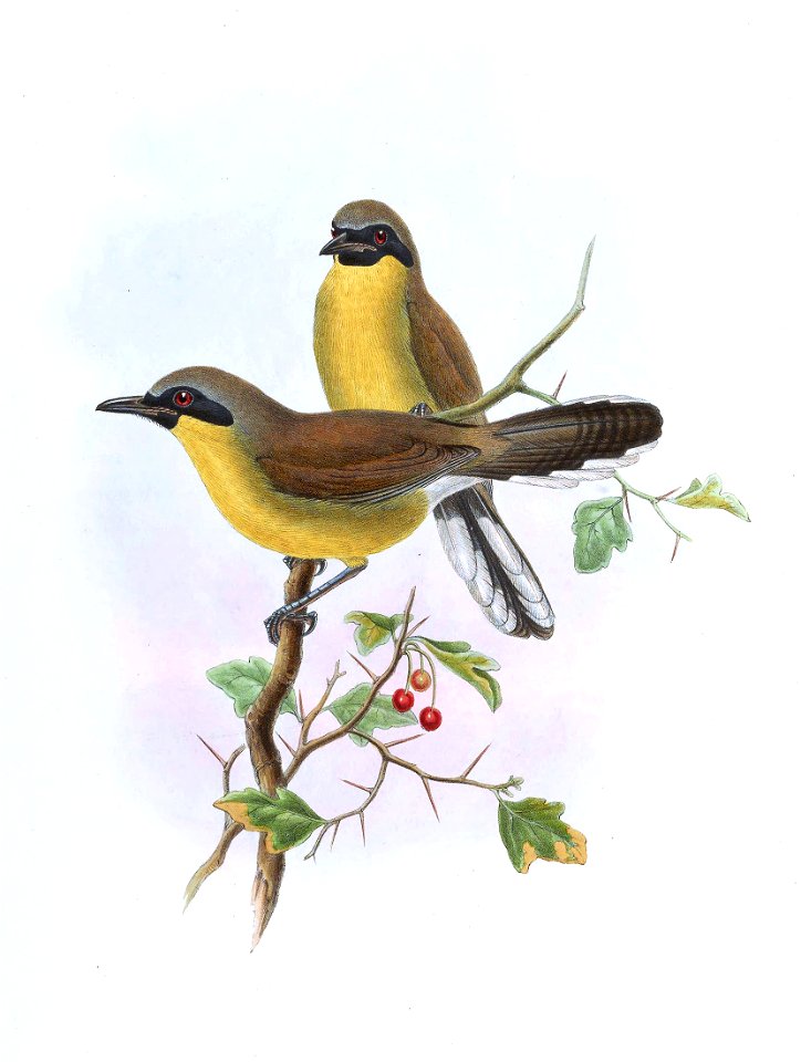 GarrulaxGalbanusGould
