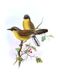 GarrulaxGalbanusGould