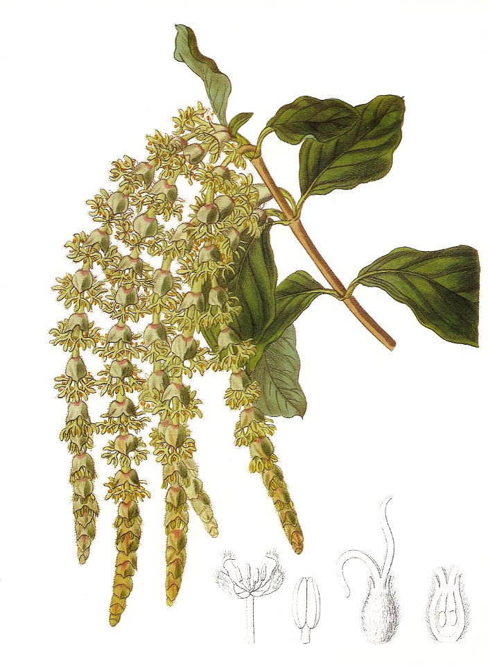Garrya elliptica RHS