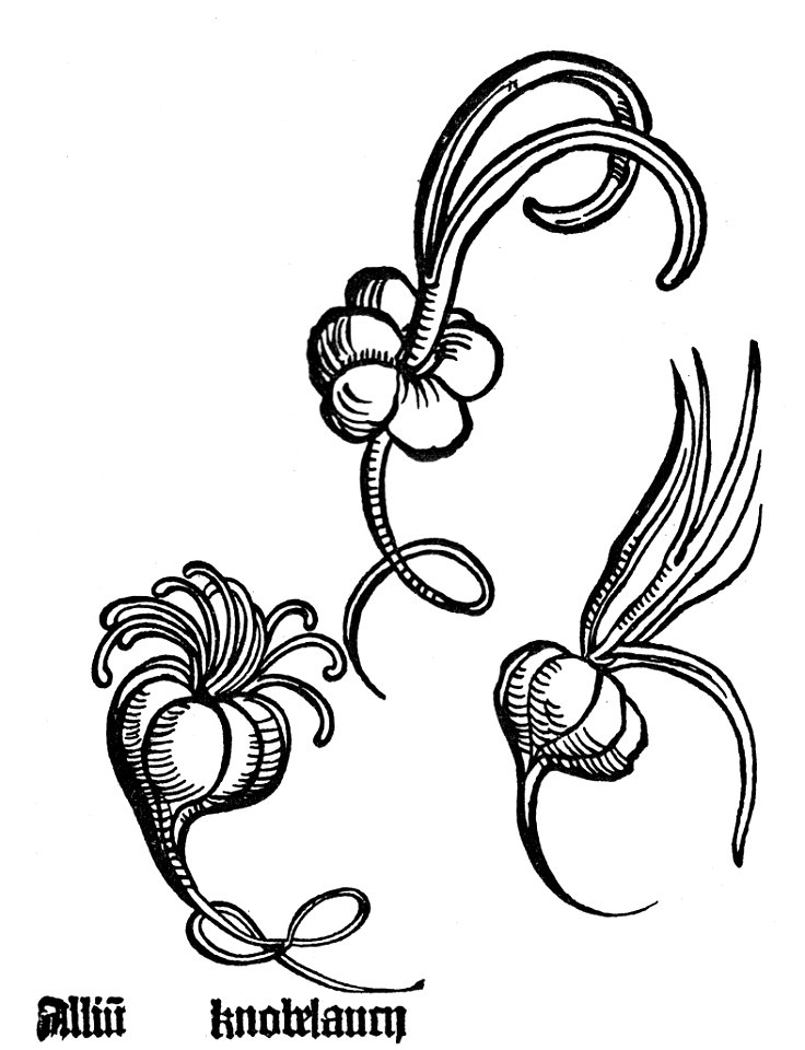 Gart Allium