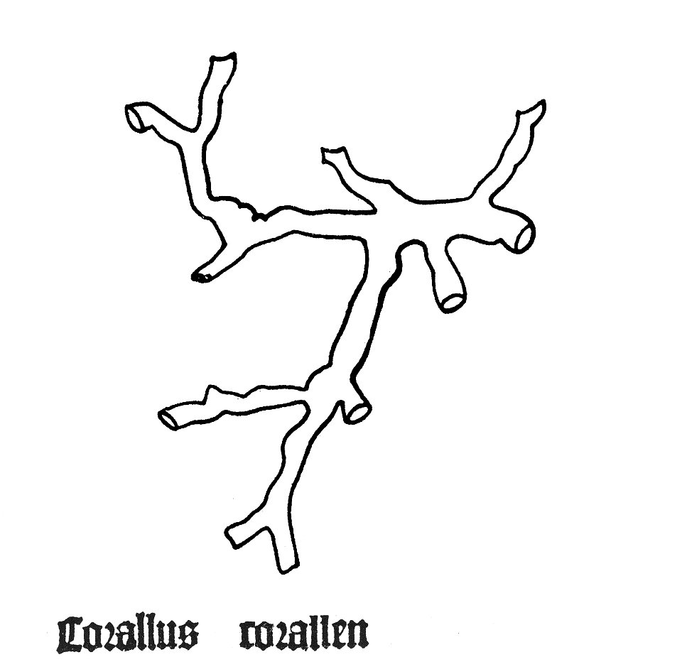 Gart Corallus
