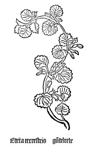 Gart Edera terrestis1