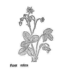Gart Frage