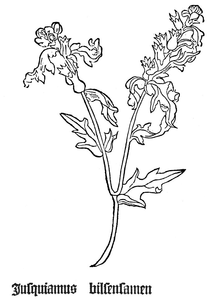 Gart Jusquiamus