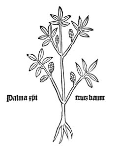Gart Palma Christi