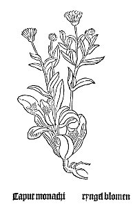Gart Ringelblume