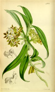 Gastrochilus acutifolius (as Saccolabium denticulatum) - Curtis' 80 (Ser. 3 no. 10) pl. 4772 (1854). Free illustration for personal and commercial use.