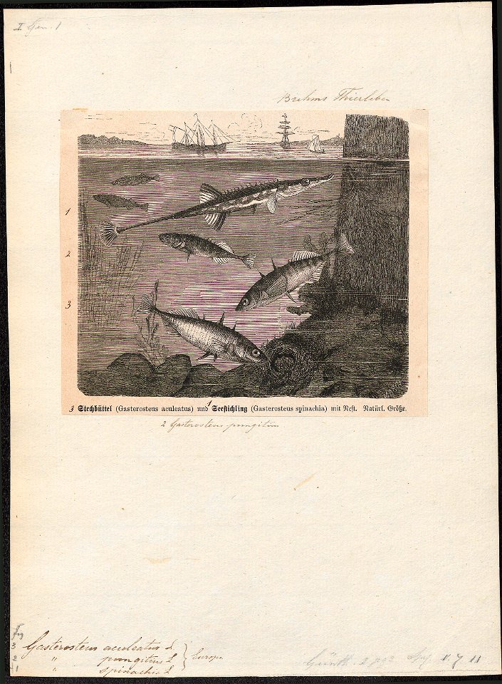 Gasterosteus aculeatus - - Print - Iconographia Zoologica - Special Collections University of Amsterdam - UBA01 IZ12900001