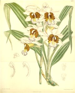 Gastrorchis tuberculosa (as Phaius tuberculosus, spelled Phajus tuberculosus) - Curtis' 119 (Ser. 3 no. 49) pl. 7307 (1893)