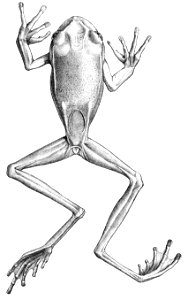 Gastrotheca longipes (2)