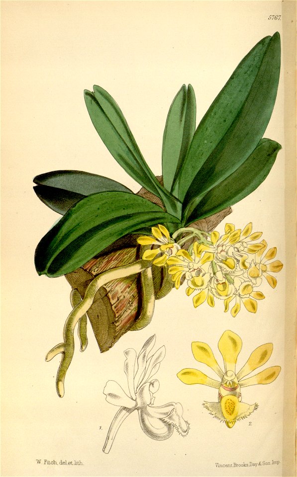 Gastrochilus obliquus var. obliquus (as Saccolabium bigibbum) - Curtis' 95 (Ser. 3 no. 25) pl. 5767 (1869)