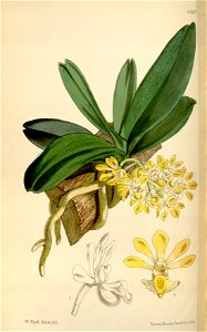 Gastrochilus obliquus var. obliquus (as Saccolabium bigibbum) - Curtis' 95 (Ser. 3 no. 25) pl. 5767 (1869)