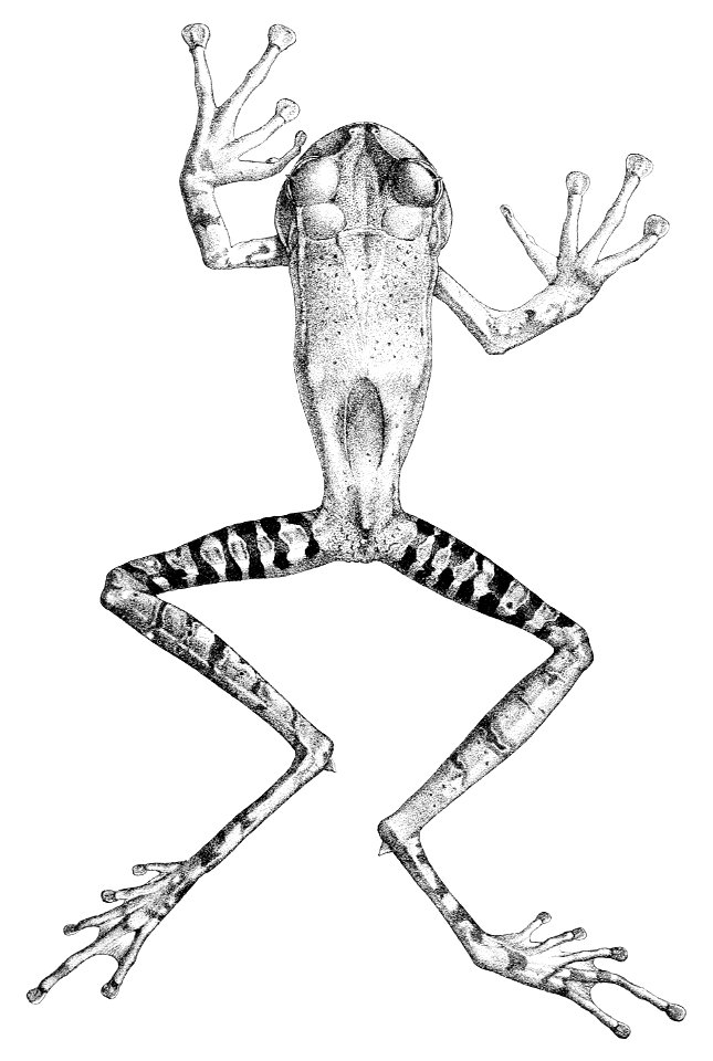 Gastrotheca guentheri (2)