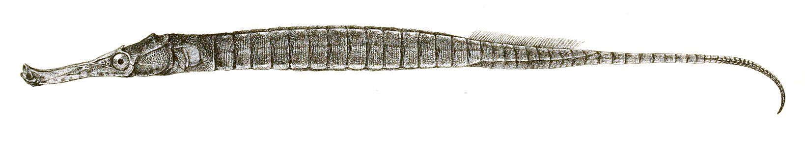 Gastrotokeus biaculeatus Achilles 174