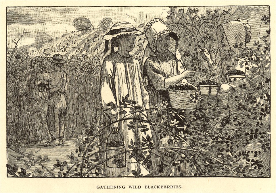 Gathering wild blackberries (Boston Public Library)