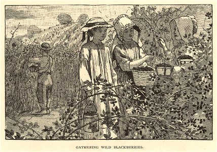 Gathering wild blackberries (Boston Public Library)
