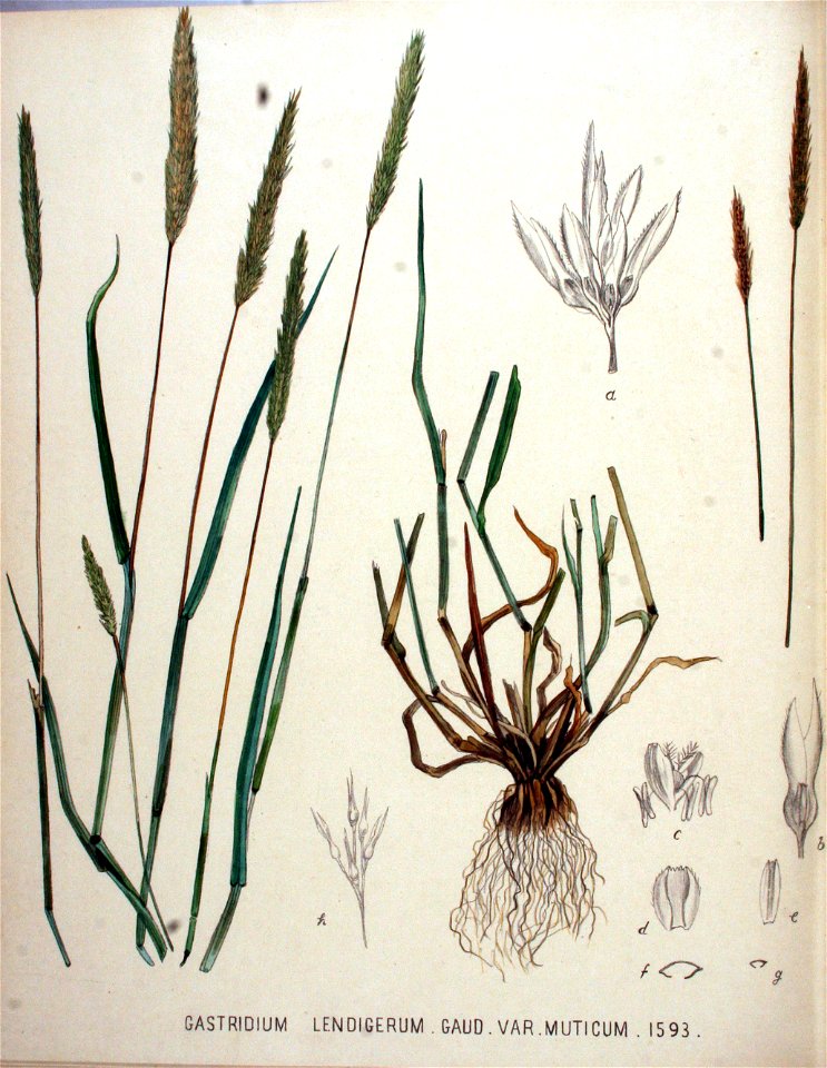 Gastridium lendigerum — Flora Batava — Volume v20