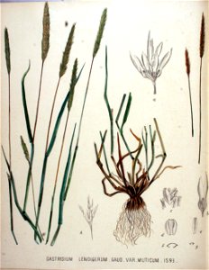Gastridium lendigerum — Flora Batava — Volume v20