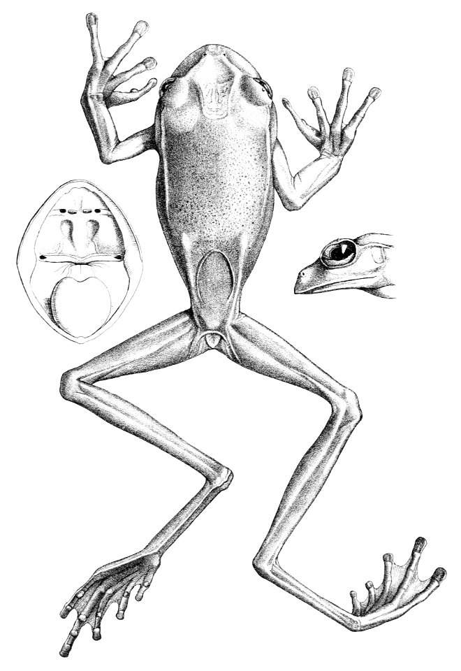 Gastrotheca longipes (1)
