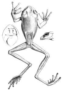Gastrotheca longipes (1)