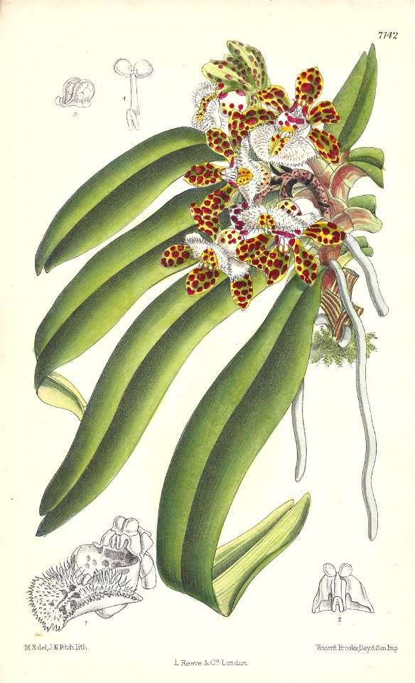 Gastrochilus bellinus (as Saccolabium bellinum) - Curtis' 116 (Ser. 3 no. 46) pl. 7142 (1890)
