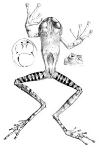 Gastrotheca guentheri (1)